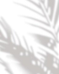 Indoor plant throwing shadow on the wall overlay effect; PNG