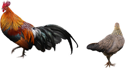 A vibrant rooster with bright orange and black feathers walks near a speckled hen on an asphalt surface. These are likely Red Junglefowl (Gallus gallus). © Jimmy