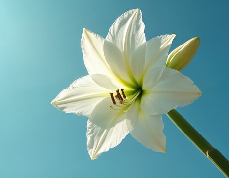 White lily flower blooms against clear blue sky. Bright petals unfurl on green stem. Bud forms, botany detail. Peaceful nature scene.