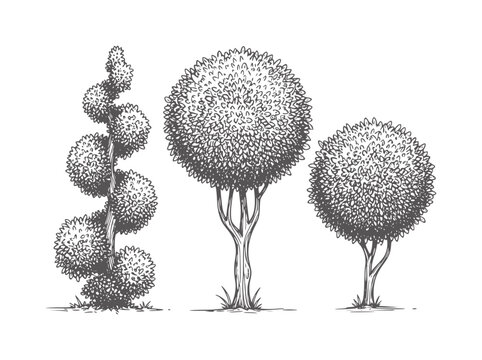 Monochrome of three distinctively pruned ornamental trees topiary