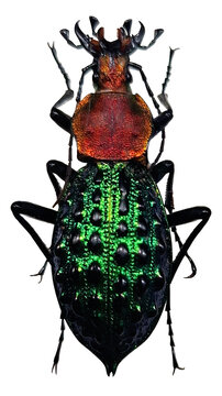 The shiny iridescent ground beetle Coptolabrus pustulifer is seen alone on a white surface. The beetle shows a unique color pattern and detailed texture on its shell.