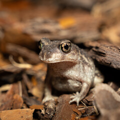 Obraz premium Eastern spadefoot toad