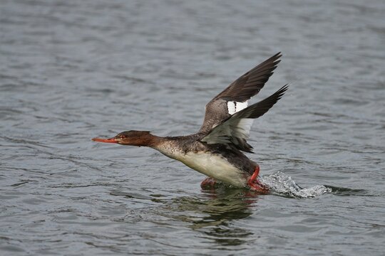 The red-breasted merganser (Mergus serrator) is a duck species that is native to much of the temperate to subarctic Northern Hemisphere.