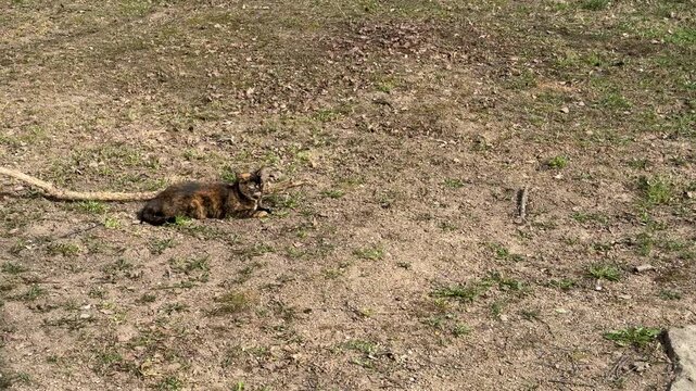 Black brown cat lying on grass in sunlit backyard territory, alternating between relaxed rest and focused stalking, low crouch.