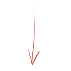 Obraz premium Red Down Arrow Doodle Isolated on Transparent Background, Hand Drawn Brush Arrow Down 
