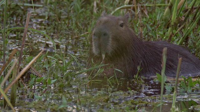 Capybara (Hydrochoerus hydrochaeris) feeding on aquatic plants in wetland habitat