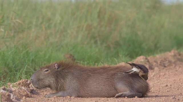 Capybara (Hydrochoerus hydrochaeris) laying on the ground with Chimango Caracara (Milvago chimango) removing parasites on its back &ndash; symbiotic behavior	