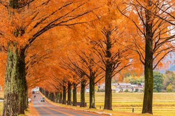 Fotobehang Baksteen 日本の風景・秋　滋賀　マキノ高原　紅葉のメタセコイア並木  © Yuta1127
