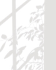 Indoor plant and window frame throwing shadow on the wall; overlay effect; PNG