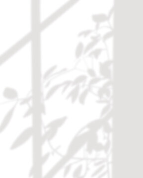 Indoor plant and window frame throwing shadow on the wall; overlay effect; PNG