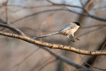 Fototapeta premium An azure-winged magpie perching on a bare tree branch in winter, with a blurred natural background in Sejong, South Korea.