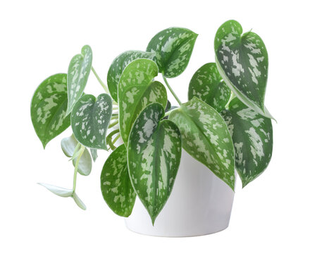 Scindapsus or Satin Silver Pothos houseplant in white pot isolated cutout on transparent background. Clean studio-style image highlighting variegated foliage for design, mockup, and compositing use