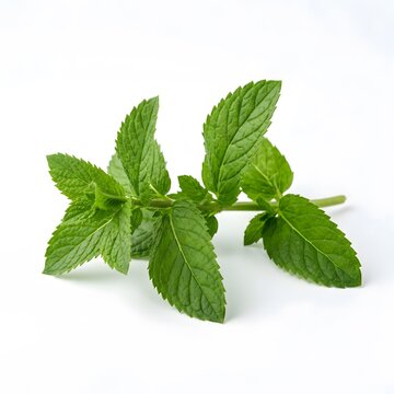Fresh mint sprig on white background. Ideal for food blogs, wellness websites, or herbal product packaging design projects. Great for promotional material.