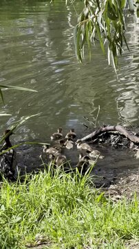 Wood Duck Family with Ducklings Grazing on Grass in Linear Park, Adelaide, South Australia &ndash; Spring Wildlife Scene Along River Torrens
