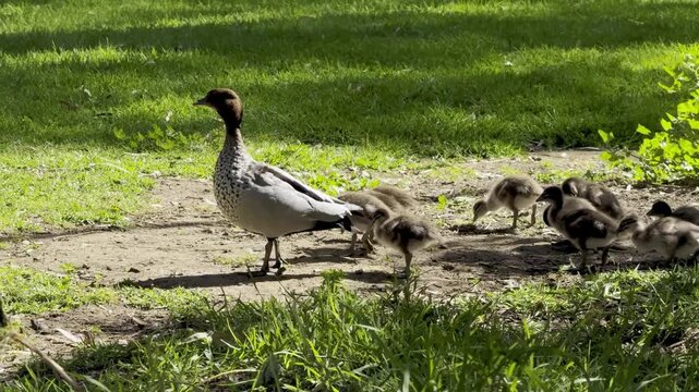 Wood Duck Family with Ducklings Grazing on Grass in Linear Park, Adelaide, South Australia &ndash; Spring Wildlife Scene Along River Torrens