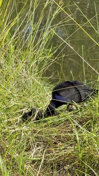 An Australasian swamphen feeds its chicks among the reeds, along the River Torrens, Linear Park, Klemzig, Adelaide, South Australia.