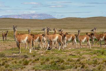 Fototapeta premium Guanaco herd standing in Patagonia landscape