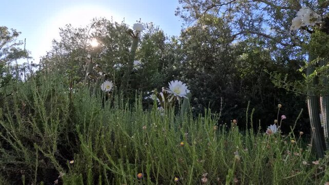 Time-lapse of sunrise and white cactus flowers, with a large pistil and yellow stamins of Golden Torch cactus - Soehrensia spachiana or Echinopsis spachiana - a night-blooming cereus or moon flower. 
