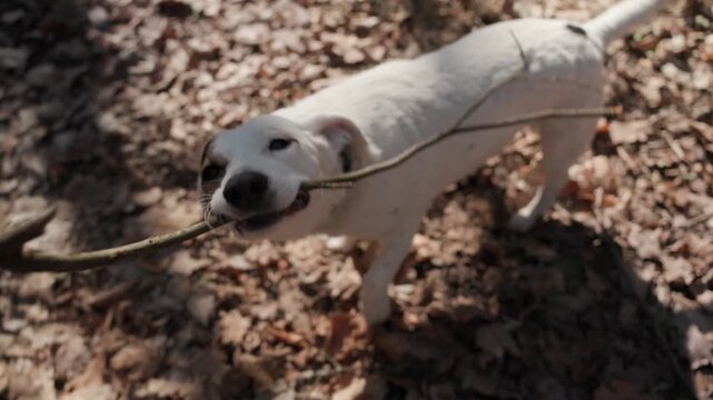 A joyful dog eagerly pulls a stick from the person's hand in first-person POV. Dynamic shot captures the pet's excitement, wagging tail, and playful tug-of-war energy against a sunny forest background