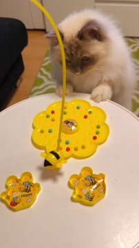 A fluffy Birman cat plays with an interactive toy bee.