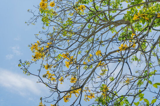 Trees of guayac&aacute;n in flowering season 