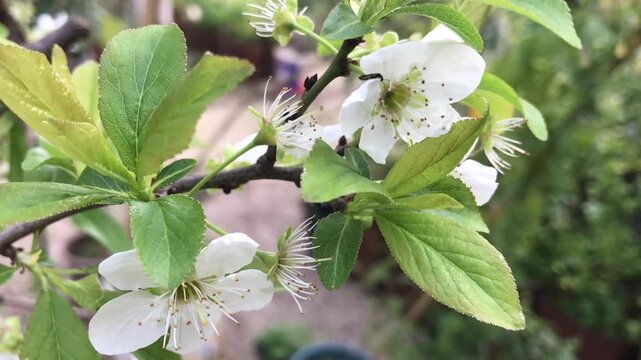 Prunus cerasus. Cherry Blossom Tree in the Garden. White Cherry Blossom Flowers in Bloom on Branch, Spring Garden Macro