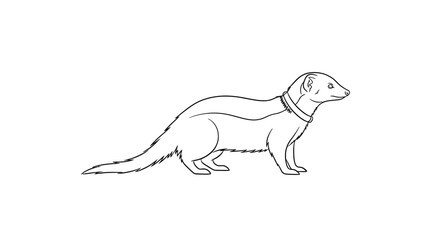 Fototapeta premium Line drawing of a mongoose isolated on white background vector illustration