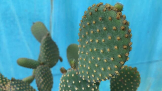 Opuntia microdasys. Bunny Ears Cactus isolated.  Bunny Cactus. Angel's-wings. Polka-dot Cactus close up.