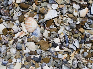 Seashells on a rocky beach, Australia © Anita KJ