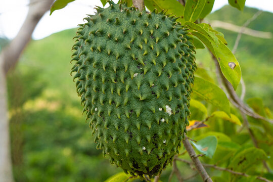 Soursop fruit on the tree