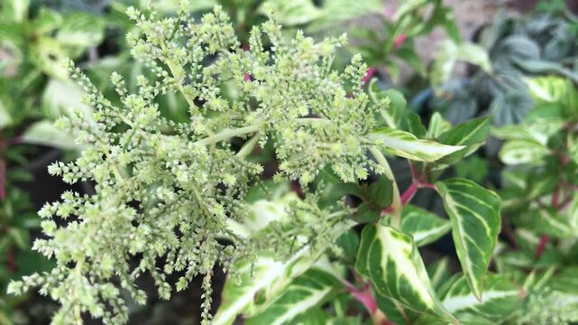 Iresine herbstii (Bloodleaf Plant) with Vibrant Red Veins &ndash; Tropical Foliage Close-Up. Bloodleaf blossom.