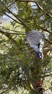 Beautiful endangered gang‑gang cockatoo feeding on native tree fruits at Orchard Grove Reserve in Blackburn South, Victoria, Australia