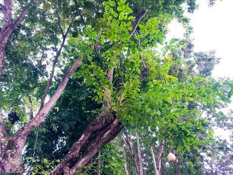 Beautiful view of Angsana tree (Pterocarpus indicus) with dense green foliage in a tropical outdoor setting, creating a calm and refreshing natural atmosphere.