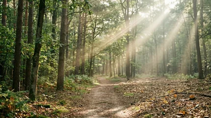 Fototapete Nebliger Morgen Enchanting forest path winding through tall trees, illuminated by dramatic sun rays breaking through morning mist, creating a magical atmosphere.  © kashurin