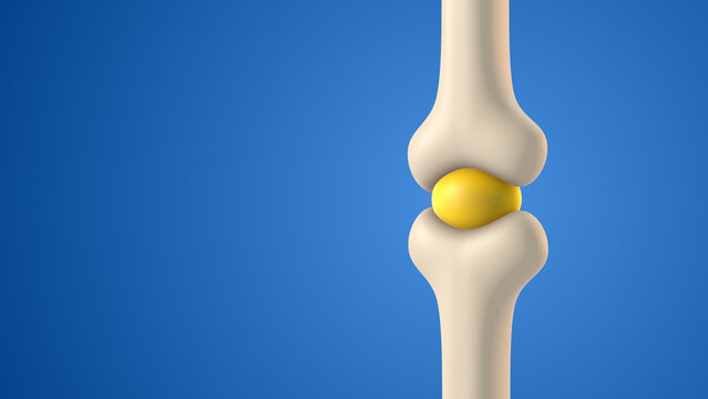 Bone Joint Cavity with Synovial Fluid Anatomy