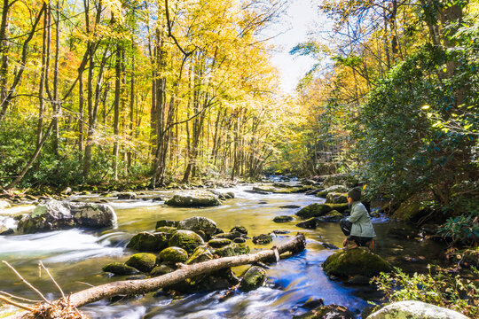 Golden leaves dance above a rushing stream