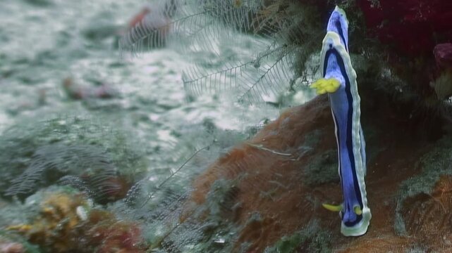 A Chromodoris annae, also known as Anna's magnificent sea slug, is seen gliding along the seabed. The nudibranch shows off its vivid blue, white, and yellow colors in the Philippines underwater world.