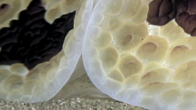 Discover a fascinating sea slug showcasing its flattened body and large growths as it navigates the ocean floor. Its striking mosaic colors are truly captivating.