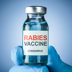 Nurses hand in blue medical gloves holding a vaccine bottle with Rabies Vaccine text. Health care concept of vaccines for prevention or treatment of the lyssavirus, rabies.
