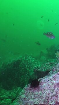 Witness fish gracefully swimming among colorful rock formations and a sea urchin in the emerald green waters of the Sea of Japan. A serene aquatic world comes alive.