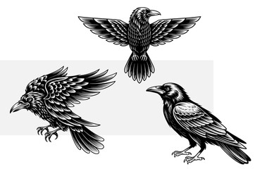 Obraz premium Raven, crow bird, flying raven, vintage engraving style, gothic black bird set, hand drawn woodcut, vector illustration, heraldic emblem, mystical corvus