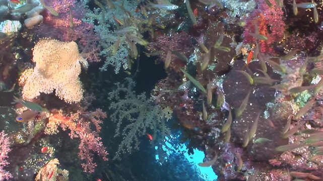 A living current of thousands of baitfish flows gracefully across a radiant tropical coral reef. The collective moves with dazzling synchronicity, creating an ethereal marine panorama in clear water.