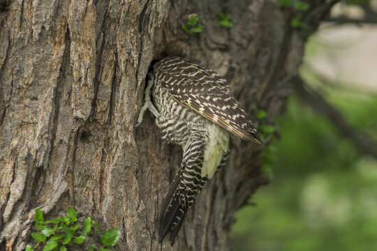 Flicker woodpecker entering nest hole in tree trunk