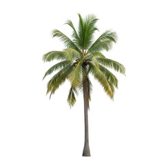 Obraz premium A single tall palm tree with green leaves standing against a white background
