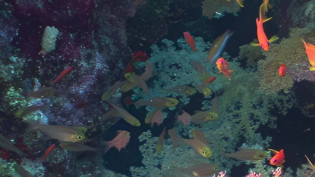 Swarms of tiny, iridescent fish gracefully navigate the intricate branches of a thriving coral reef. Bright orange anthias dart through the clear, sunlit water, creating a lively spectacle.