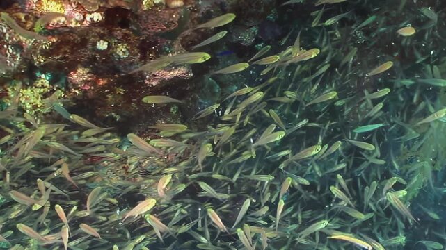 A vast school of shimmering, small fish gracefully flows over a rugged coral reef during the day. A few vibrant orange fish punctuate this fluid mosaic.