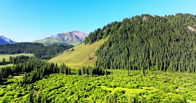 Aerial view of scenic mountain landscape with dense forest and lush green meadows in summer, Xinjiang, China.