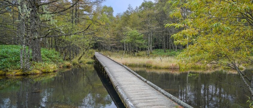 湿原に架かる木道と静かな池の風景