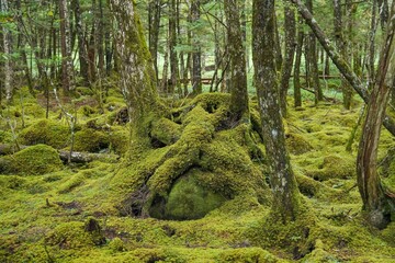 Fototapeta premium 神秘的な苔の森での森林浴。癒しと静寂の自然風景