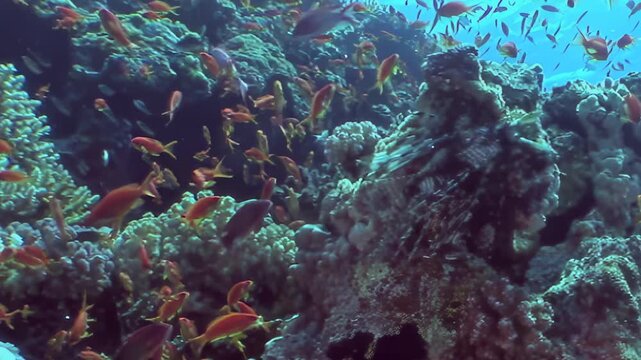 A camouflaged octopus subtly blends with vivid Red Sea corals. Swarms of glowing orange fish gracefully swim through the sunlit depths, revealing an exquisite marine world teeming with life.